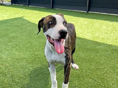 BRUNO, Pit Bull Terrier, young, available for adoption