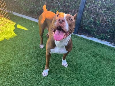 A brown and white dog with a happy expression, standing on green artificial grass.
