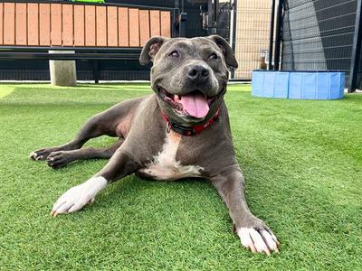 BERTHA, Pit Bull Terrier, senior, available for adoption