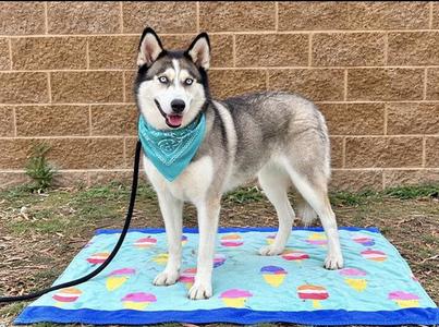 CHULA, Siberian Husky, adult, available for adoption