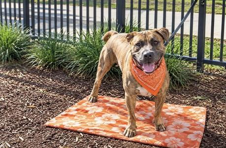 BANNER, Pit Bull Terrier, adult, available for adoption
