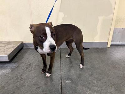 BONES, Pit Bull Terrier, young, available for adoption
