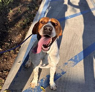 BALLISTIC, German Shorthaired Pointer, adult, available for adoption