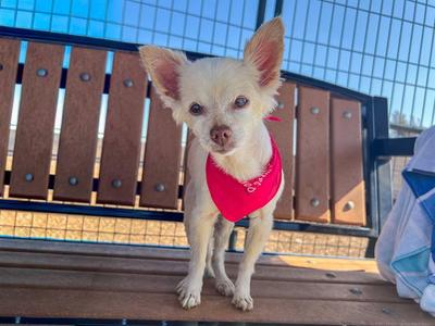 BELLONA, Chihuahua, senior, available for adoption