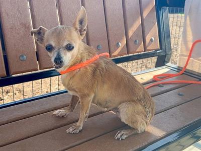 A small brown dog with large ears sitting on a wooden bench, wearing an orange collar and leash.