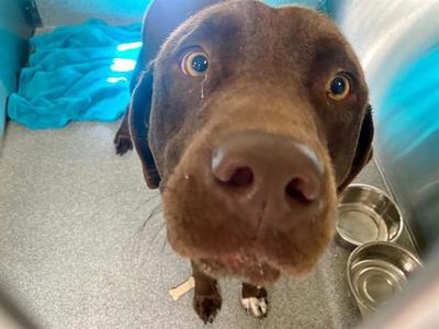BUDDY, Labrador Retriever, adult, available for adoption