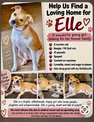 Elle, American Staffordshire Terrier / Beagle, young, available for adoption