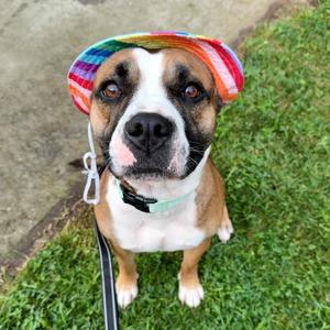 Hannah, Boxer / Mixed Breed, adult, available for adoption