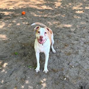 A white and tan pitbull-type dog stands on a dirt surface with a blurred background of sand and foliage. An orange ball is visible in the upper left corner of the image.