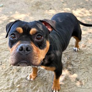Brownie, Bulldog, young, available for adoption