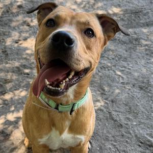 Archie, Mixed Breed, adult, available for adoption