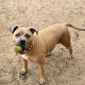 A brown pitbull mix dog standing on dirt with a ball in its mouth.