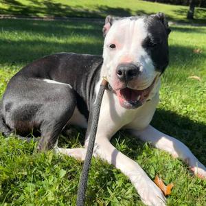 Indie, Mixed Breed, adult, available for adoption