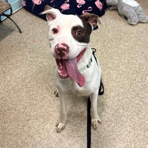 A white and brown dog with floppy ears is sitting on a carpeted floor, wearing a black leash. The dog has its mouth open, showing its tongue and teeth, and appears to be panting. In the background, there is a blue blanket with pink flamingo patterns and a gray stuffed animal.