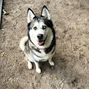 A husky dog sitting on the ground, looking up with its mouth open and tongue out.