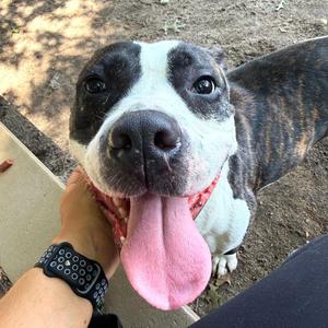 Cubby, Mixed Breed, young, available for adoption
