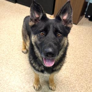 Jackie, German Shepherd Dog, young, available for adoption