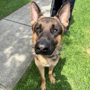 Charlie, German Shepherd Dog, young, available for adoption