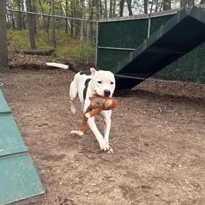 JoJo, Mixed Breed, young, available for adoption