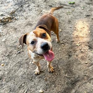 A brown and white dog with a black nose and floppy ears is standing on a dirt ground, looking up with its tongue out.