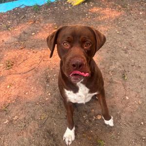 A brown dog with a white chest and paws, sitting on a dirt ground, looking up with its tongue out.