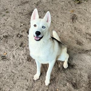 A white husky dog with blue eyes sitting on a sandy surface.