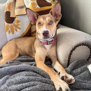 Athena, Husky, Siberian, available for adoption