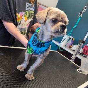 Jerry, Shih Tzu, adult, available for adoption
