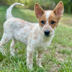 A small dog with a white and brown spotted coat standing on grass.