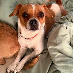 Canela, Chihuahua, Short Coat, adult, available for adoption