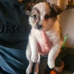 Alex, Eskimo, American, available for adoption