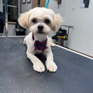 Charlie, Shih Tzu, available for adoption