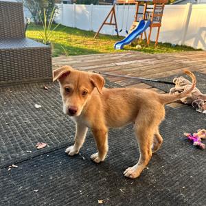 Chester, Cattle Dog, Australian (Blue Heeler), available for adoption