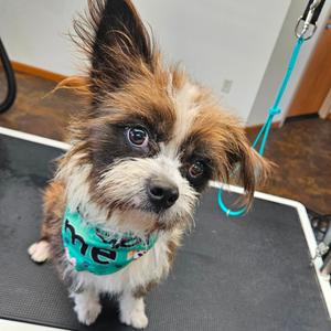 Albie, Terrier, Skye, adult, available for adoption