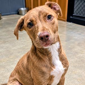 Cross, Terrier, Pit Bull, available for adoption