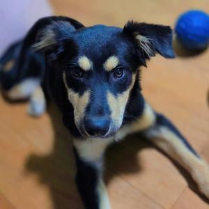 Butterfly, Shepherd, Australian, available for adoption