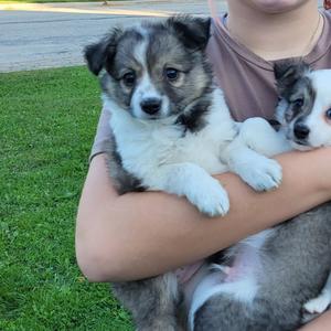 A person holding two small puppies with fluffy fur, one white and gray and the other gray and white, sitting on a grassy lawn.