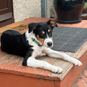 Bug, Shepherd, Australian, available for adoption