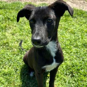 Friday, Mixed Breed (Medium), adult, available for adoption