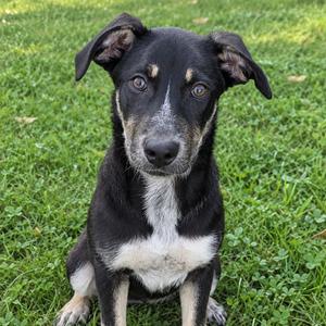 Goose, Retriever, Labrador, available for adoption