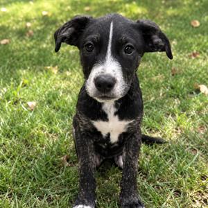 Criss, Terrier, Pit Bull, available for adoption