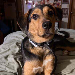 Caraway, Retriever, Labrador, adult, available for adoption