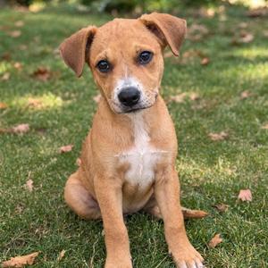 A brown puppy with floppy ears sitting on a grassy lawn.