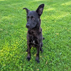 Arthur, Retriever, Labrador, available for adoption