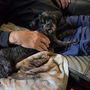 Begonia, Poodle, Toy, senior, available for adoption