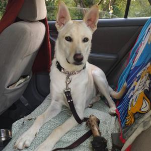 Gomez, Canaan Dog, adult, available for adoption
