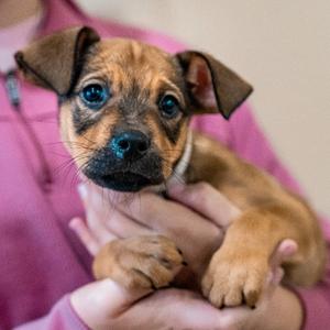 Clove, Terrier, Pit Bull, available for adoption