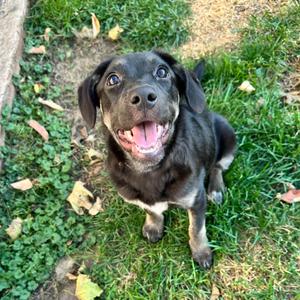 Justice, Retriever, Labrador, available for adoption