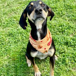 Banner, Bloodhound, adult, available for adoption