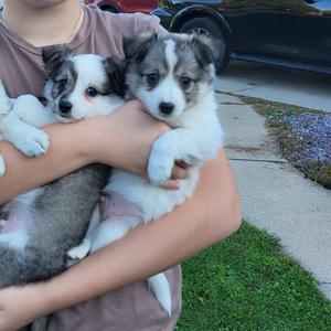 Cole, Eskimo, American, available for adoption